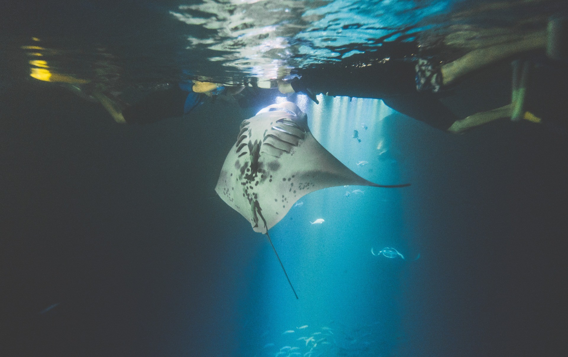 Manta Ray Night Dive